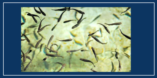 म्याग्दीका कृषकलाई ३३ हजार माछाका भुरा वितरण